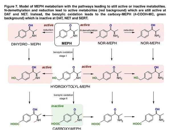 <strong>Effect of individual mephedrone metabolites on monoamine transporter activity</strong>