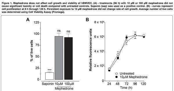 Mephedrone use disrupts the blood-brain barrier