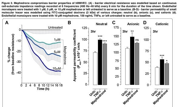 Mephedrone use disrupts the blood-brain barrier