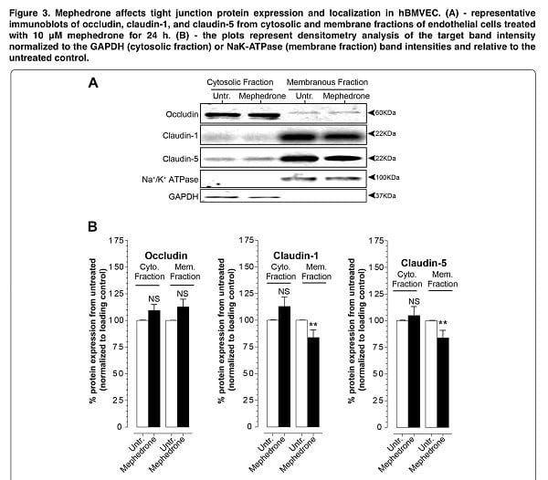 Mephedrone use disrupts the blood-brain barrier