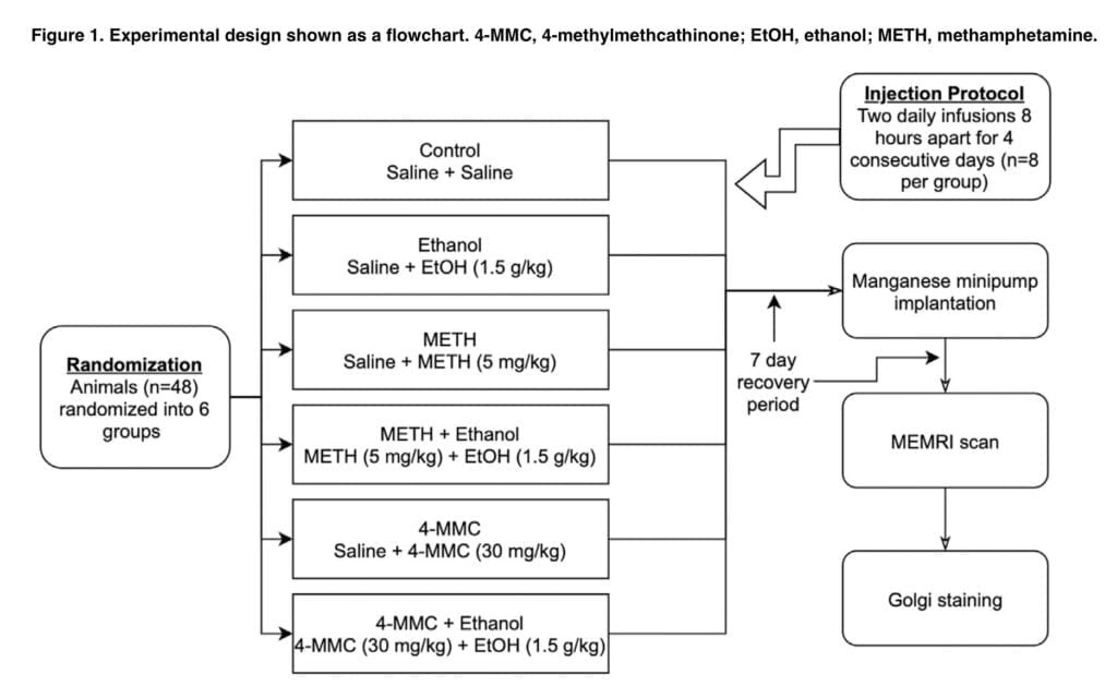 <strong>The combination of alcohol and mephedrone alters neuronal activity</strong>