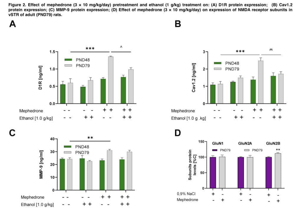 <strong>Mephedrone use increases sensitivity to ethanol</strong>