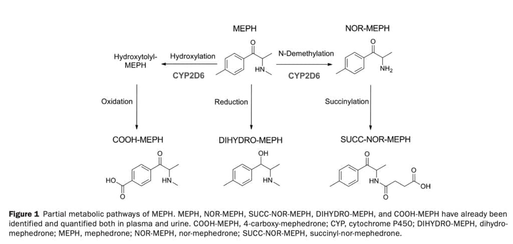 <strong>A new pharmacological study of mephedrone</strong>