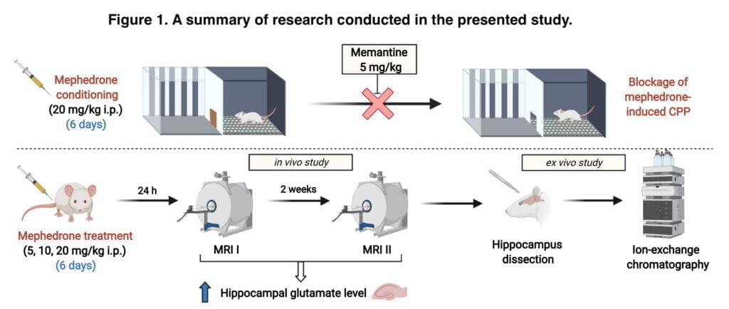 <strong>The effects of mephedrone and glutamate encouragement</strong>