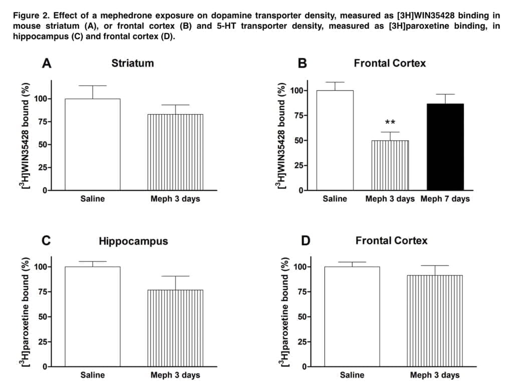 Mephedrone Brain Damage: can 4mmc neurotoxicity be avoided