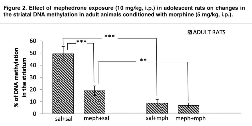 Mephedrone and Morphine: double blow to the human body