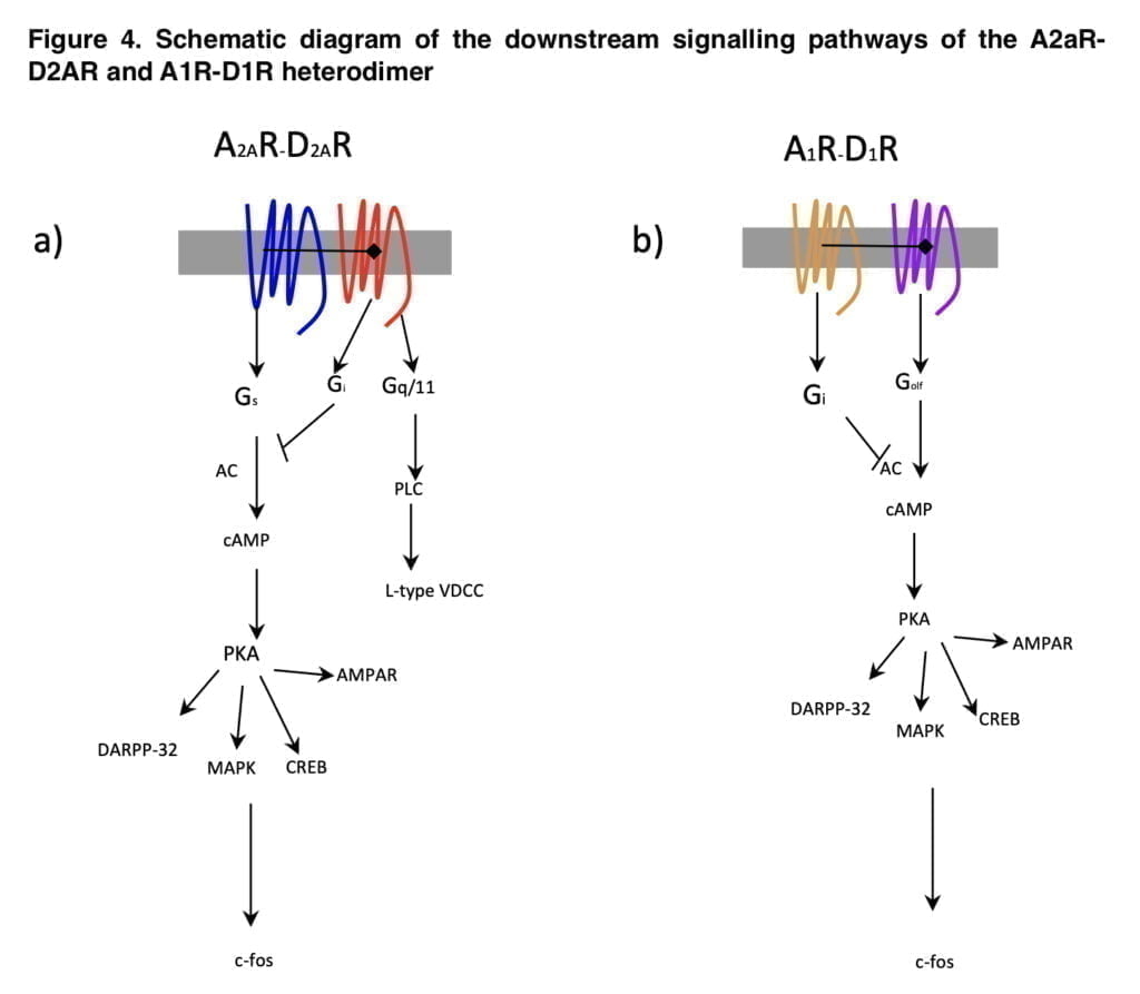 Effects of the combination of mephedrone and caffeine