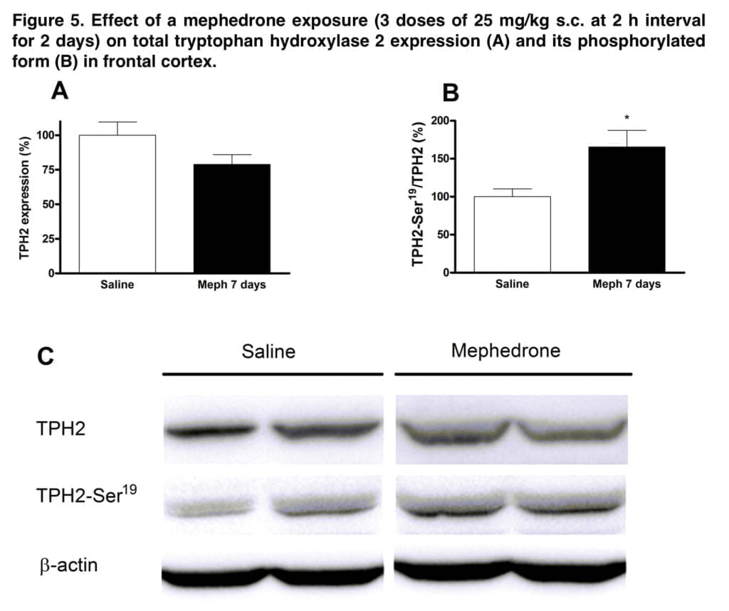 Mephedrone Brain Damage: can 4mmc neurotoxicity be avoided