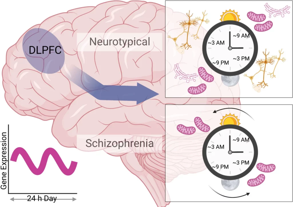 Mephedrone Brain Damage: can 4mmc neurotoxicity be avoided